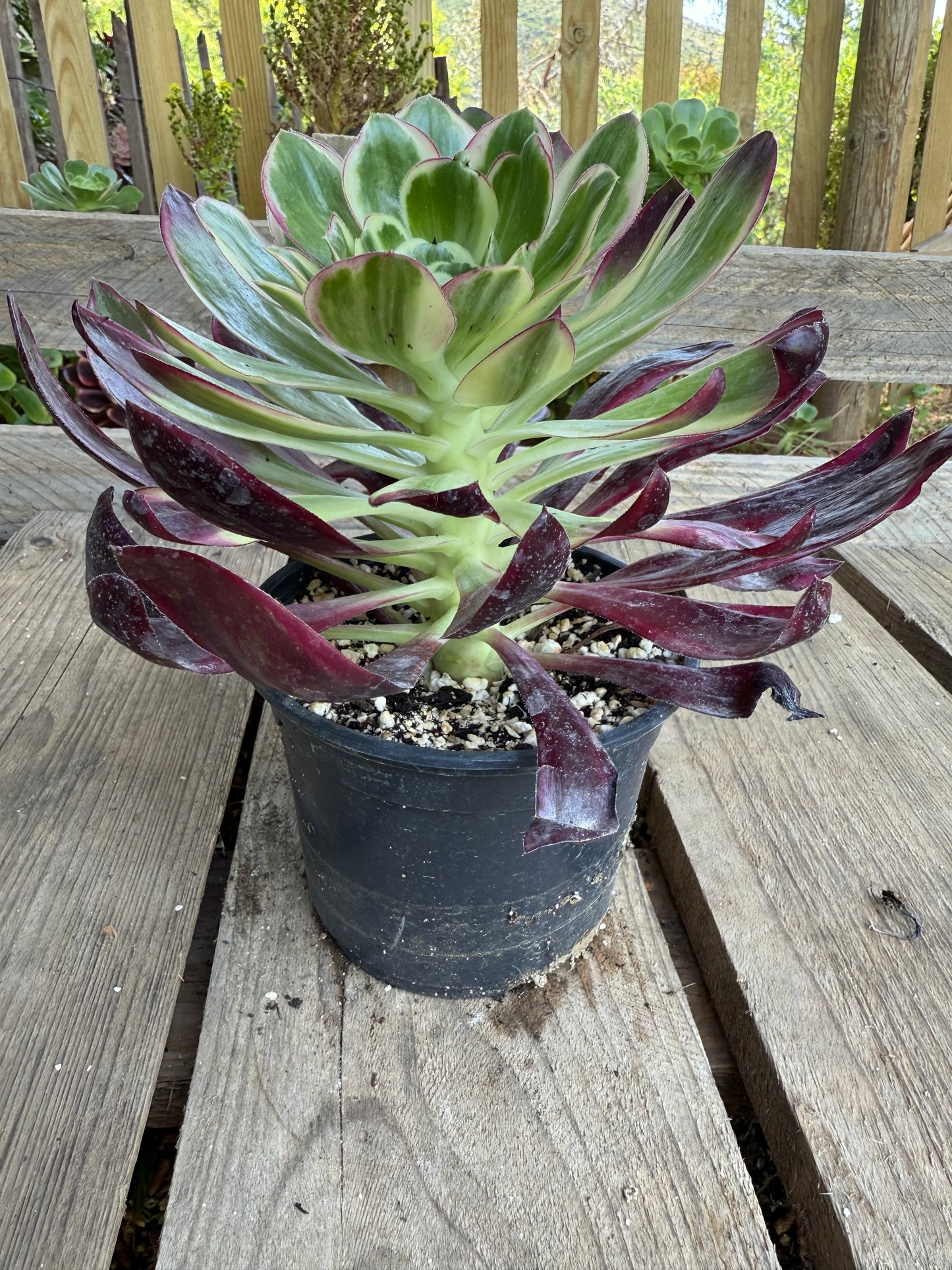 Voodoo Purple Flame