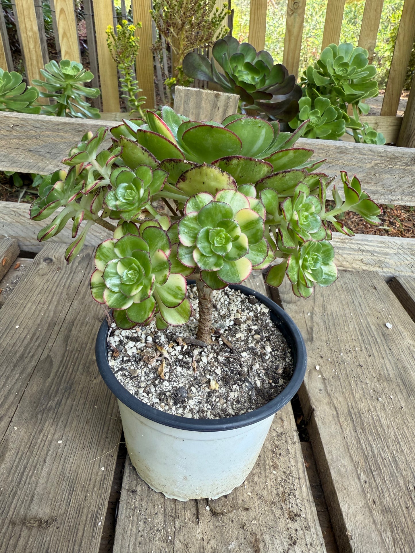Red Edge Variegata
