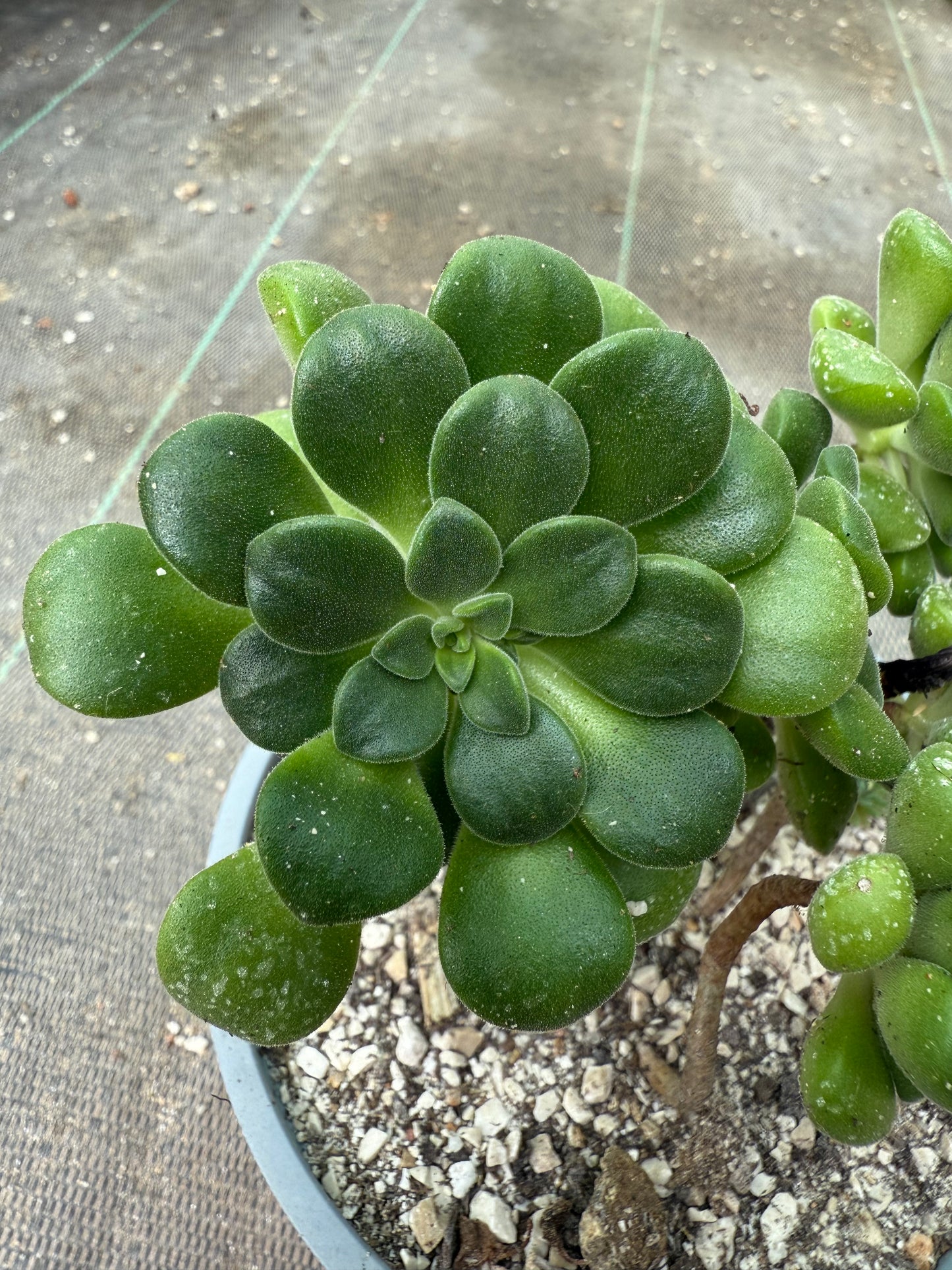 Lindleyi