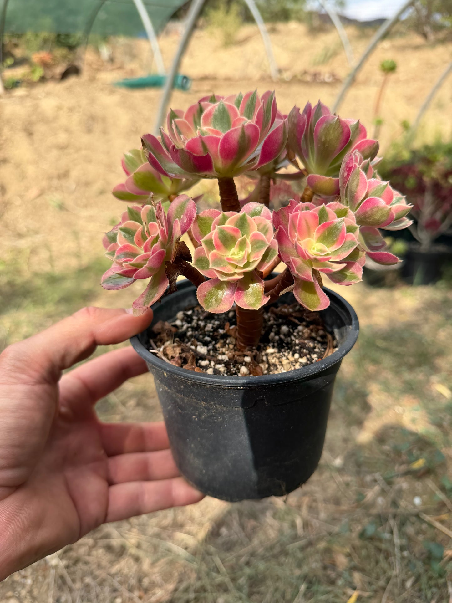 Aeonium Pink Witch 05