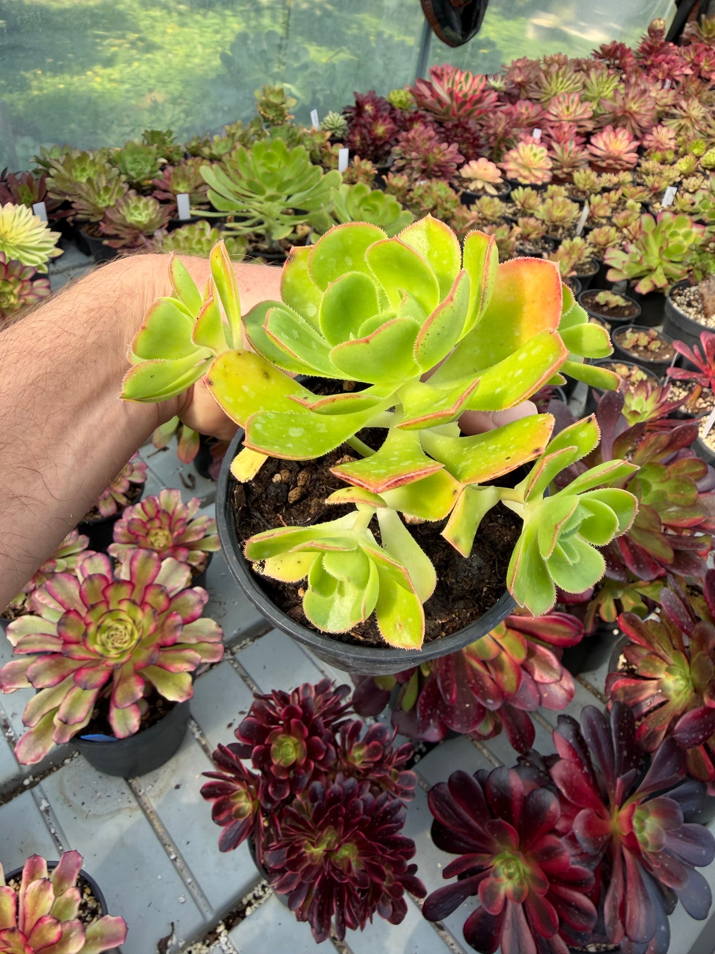Aeonium Santuario