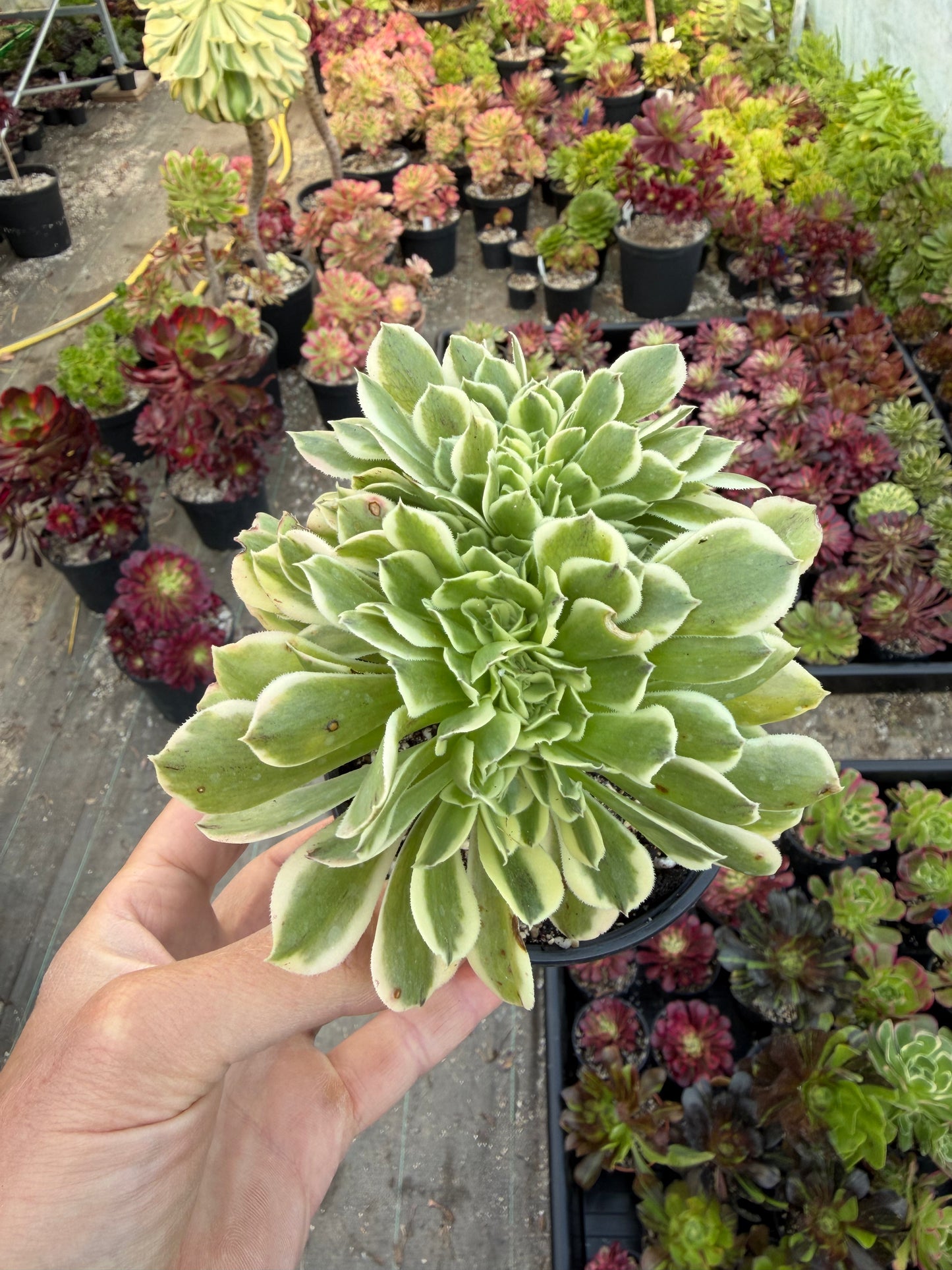 Aeonium Green Médusa cristé