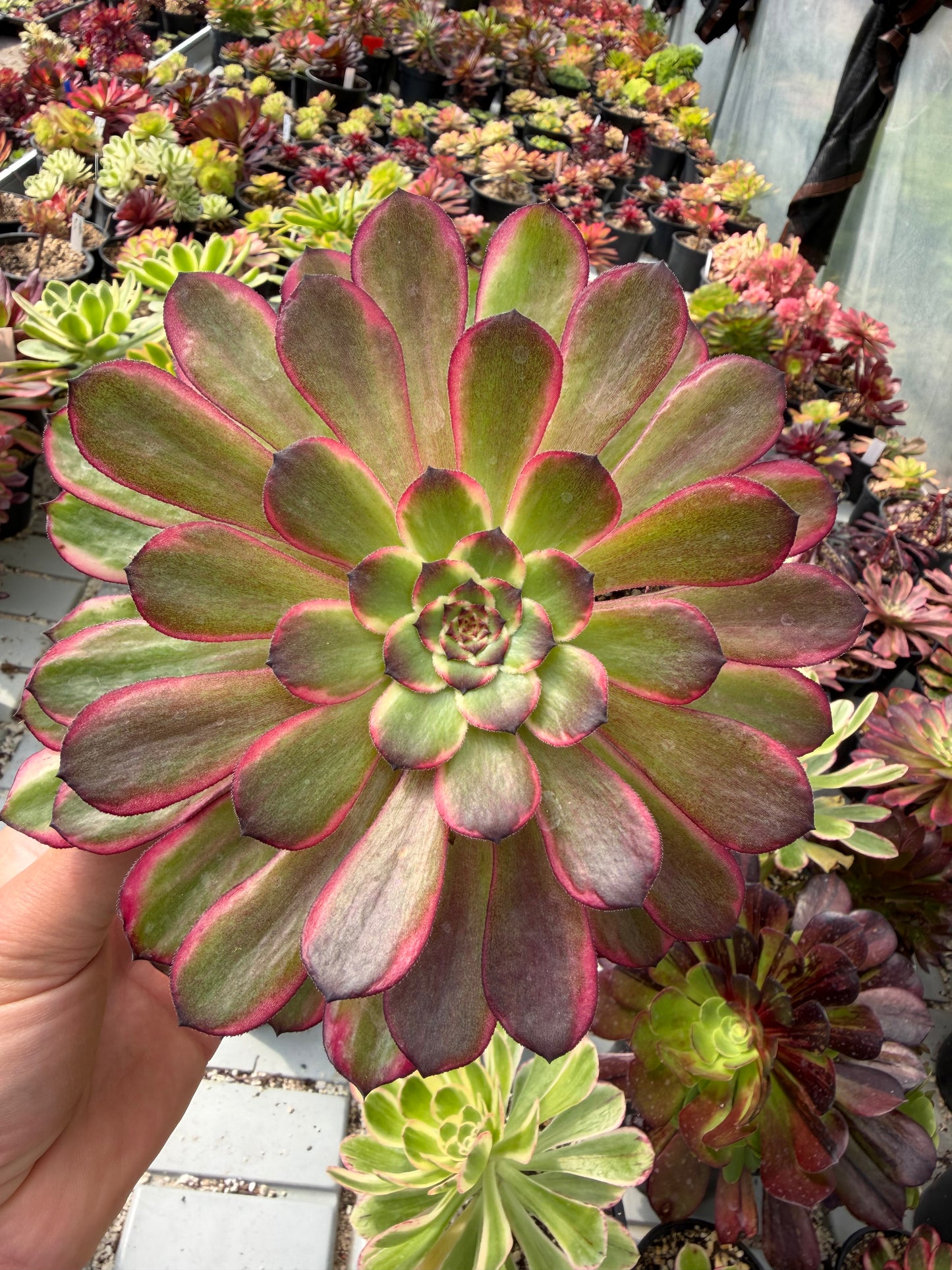 Aeonium Snow Girl