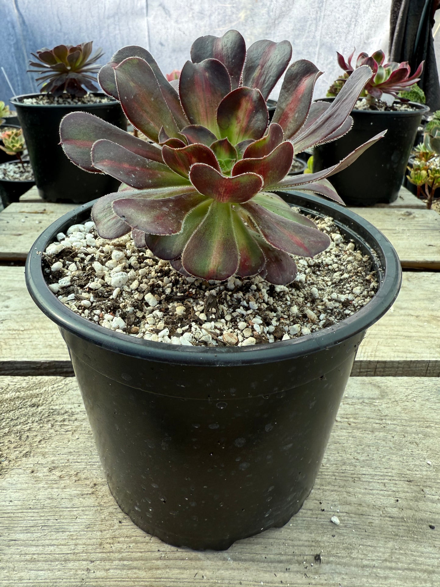 Aeonium middle