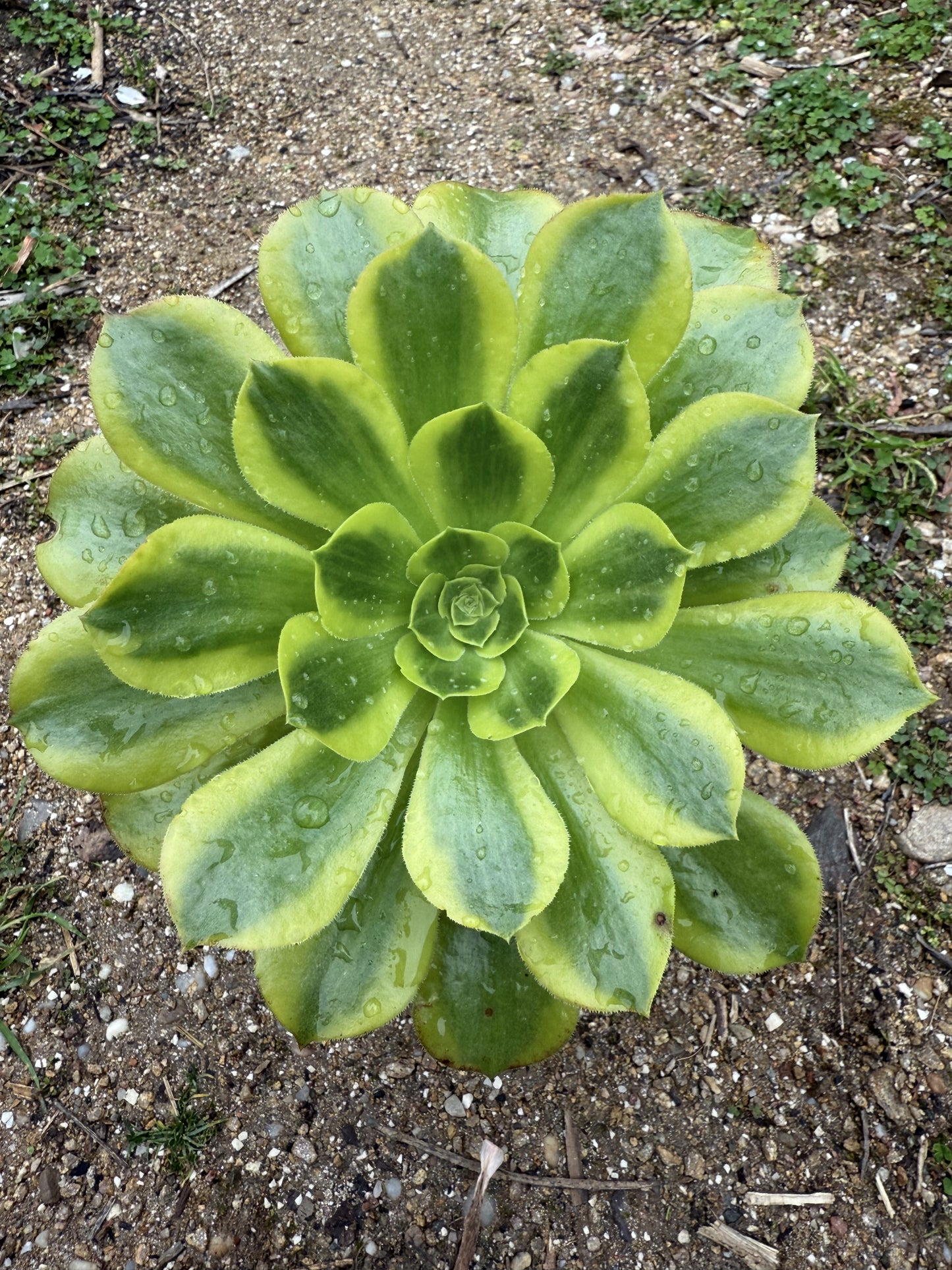 Green Lemon