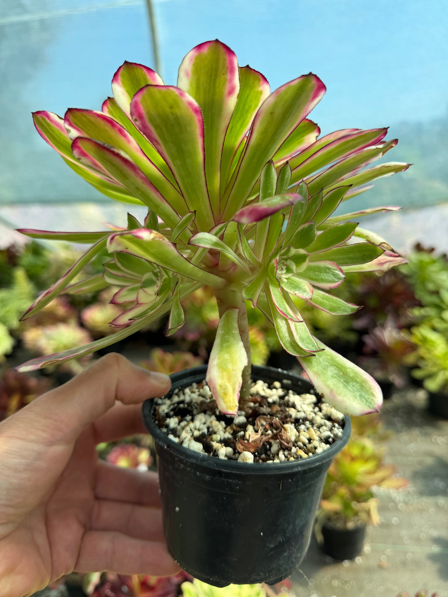 Aeonium Garnet White