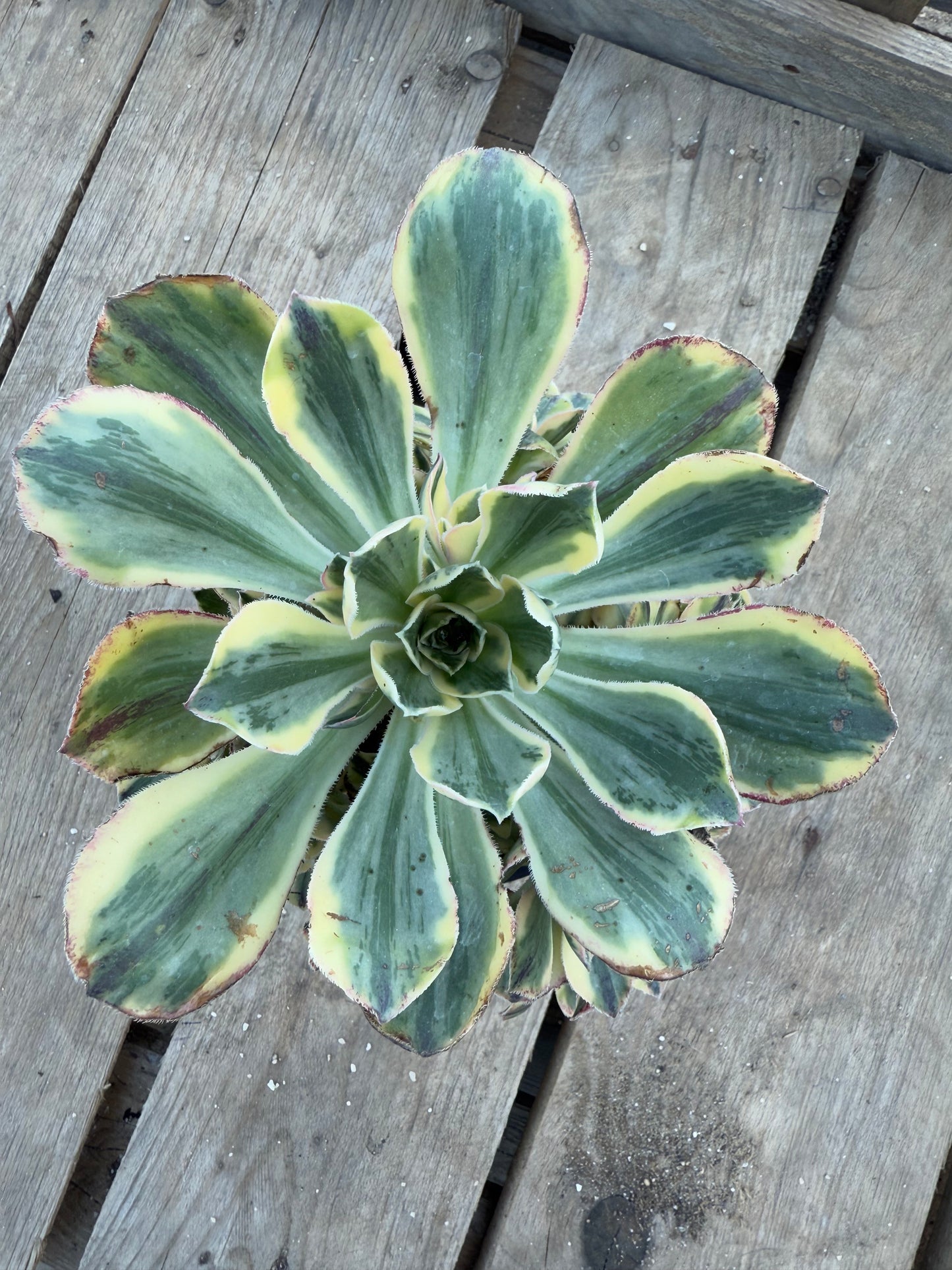 Marnier Lapostolle variegata 01