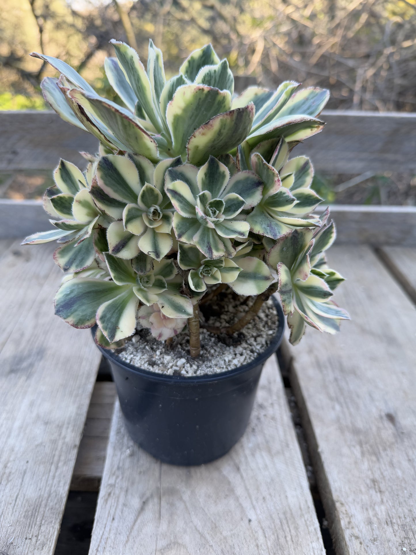 Marnier Lapostolle variegata 01