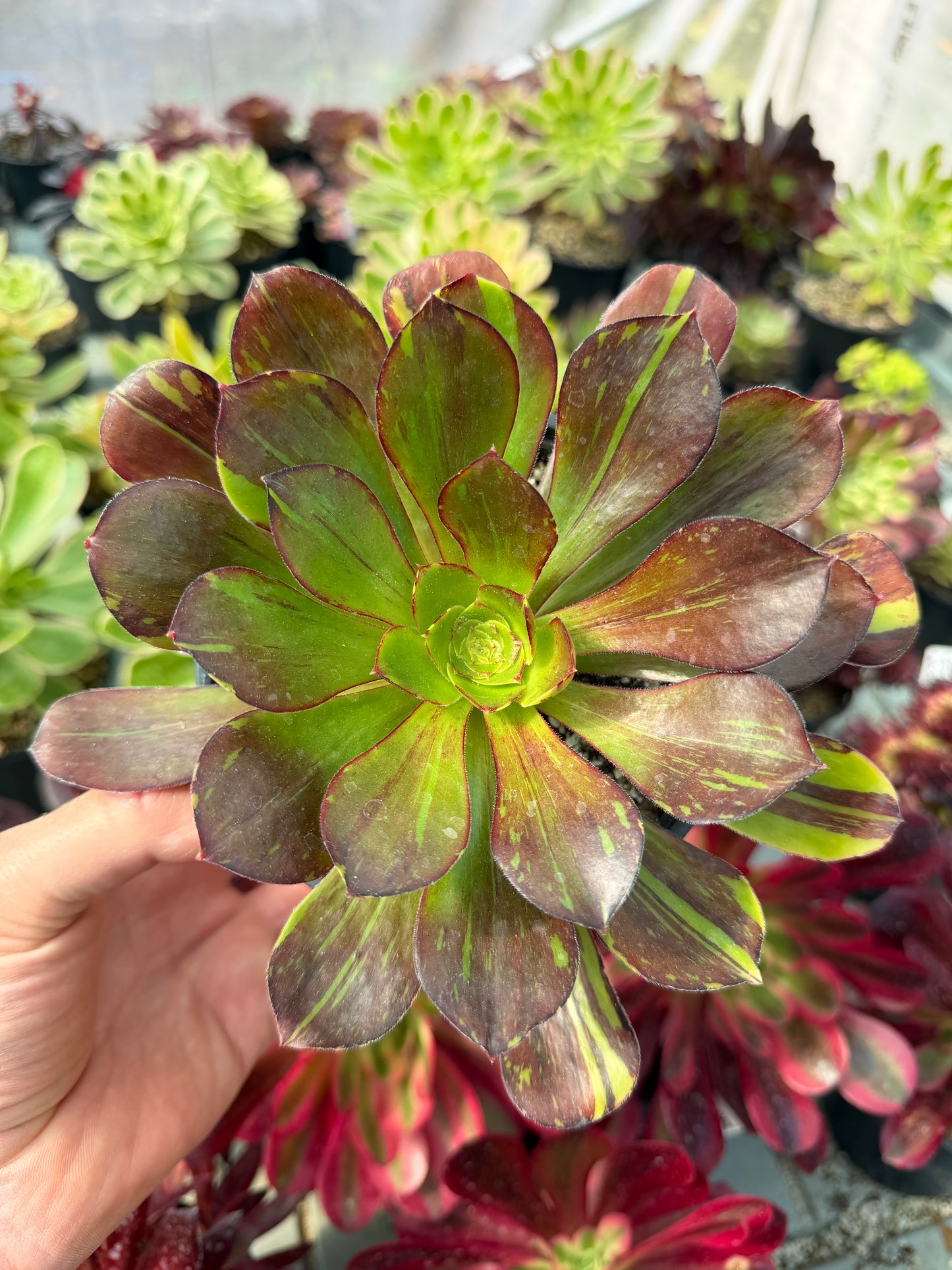 Aeonium Voodoo Bigbang