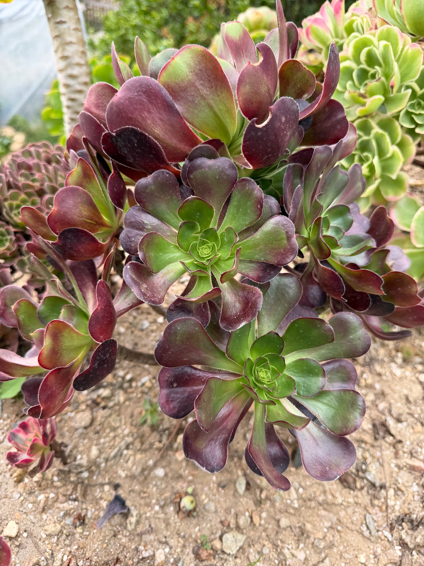 Plum purdy