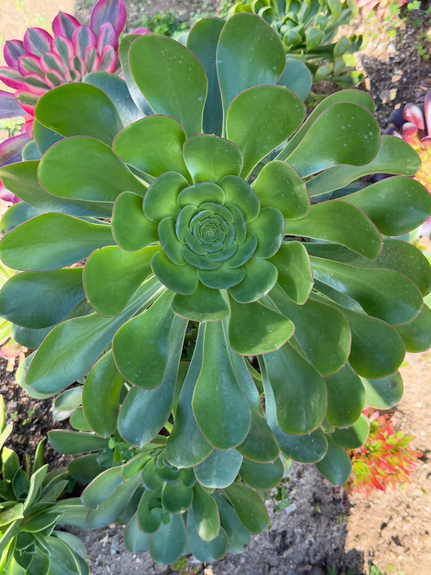 Ciliatum
