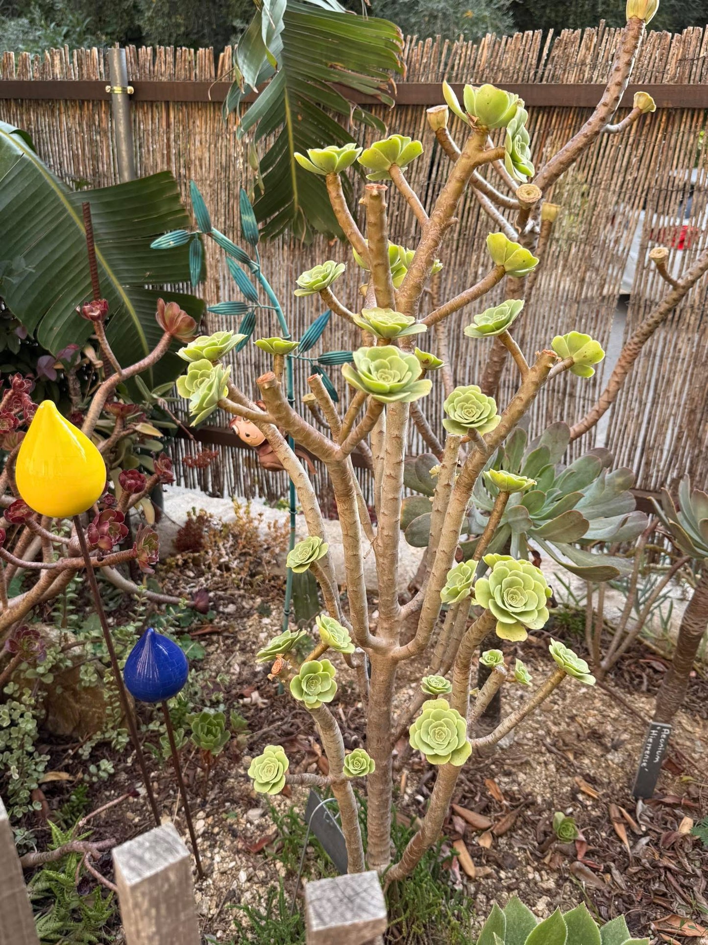 Korneliuslemsii maritime