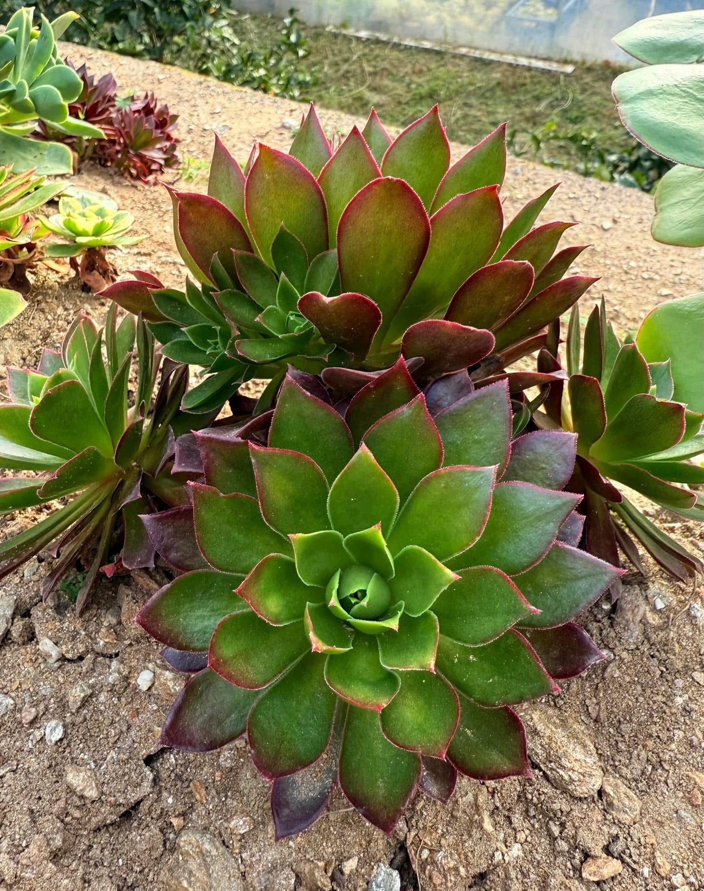 Phœnix flame