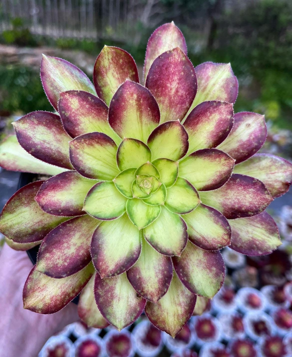Pink Witch Yellow Middle