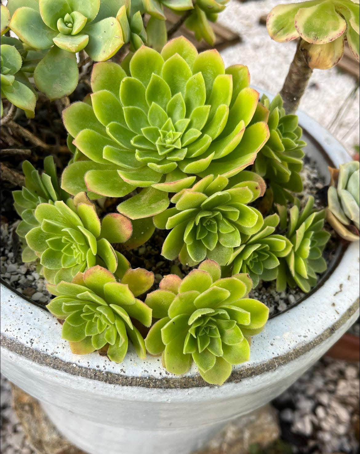 Spathulatum x Tabuliforme