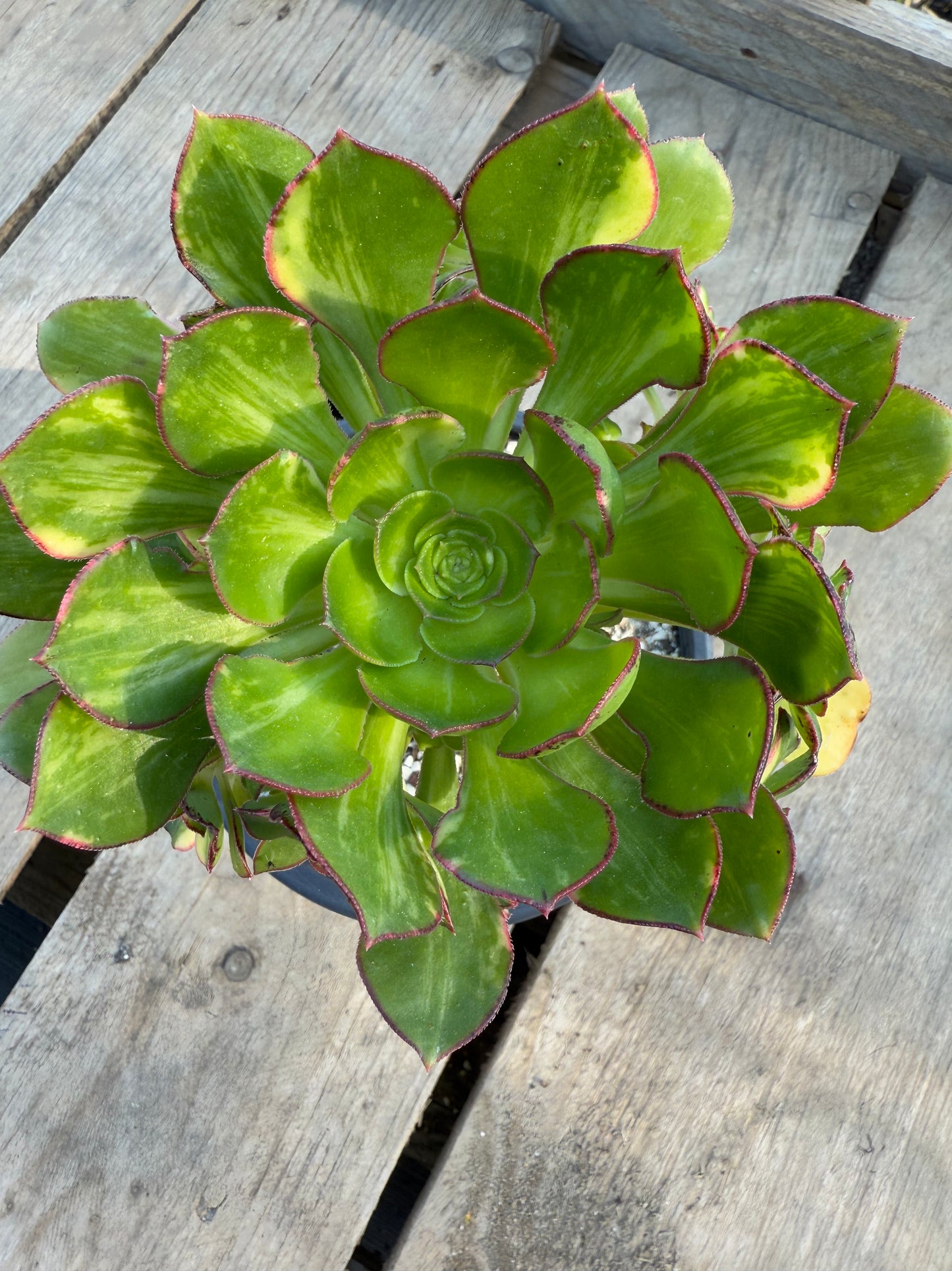 Red Edge Variegata