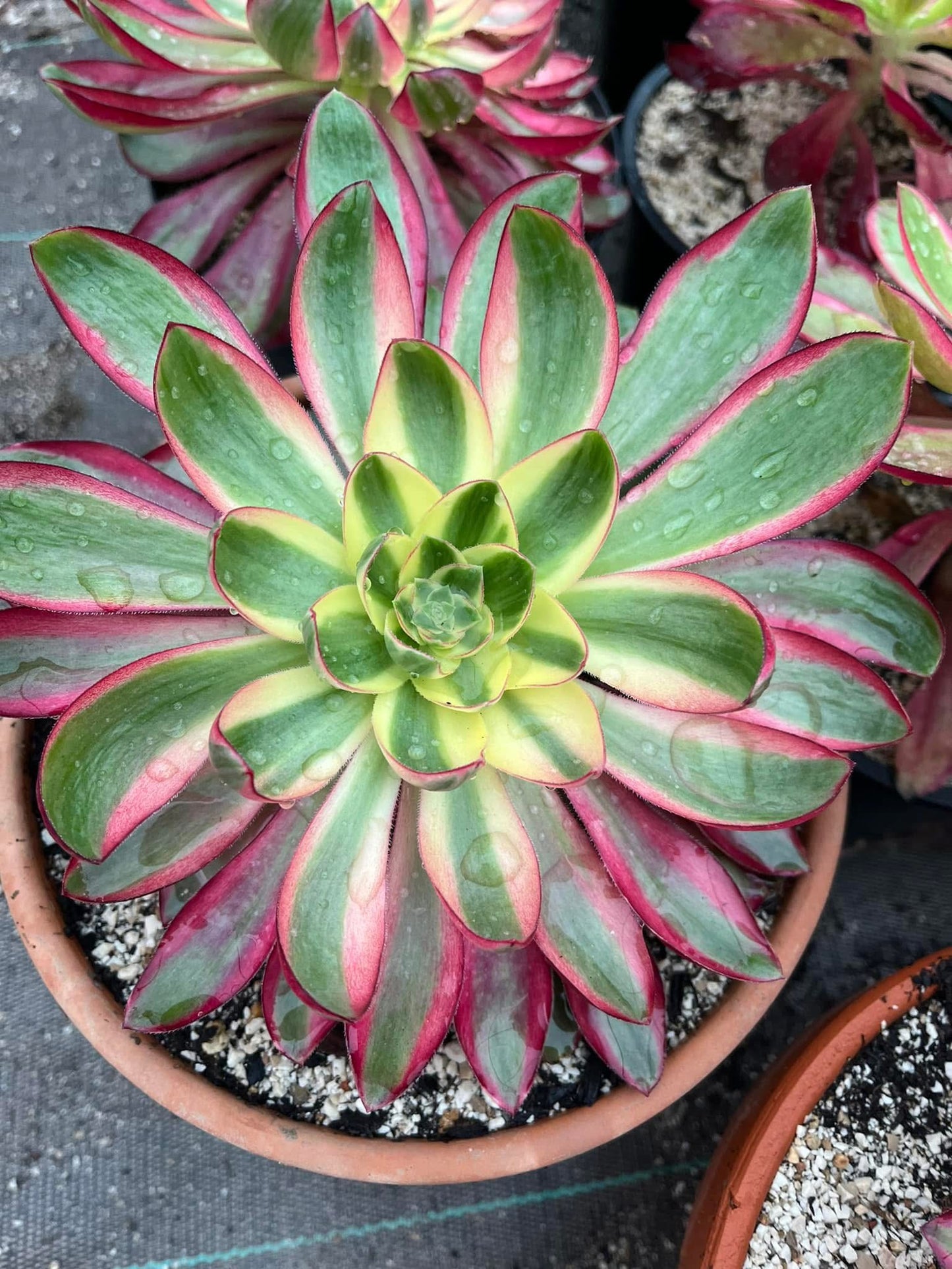 Voodoo Flame