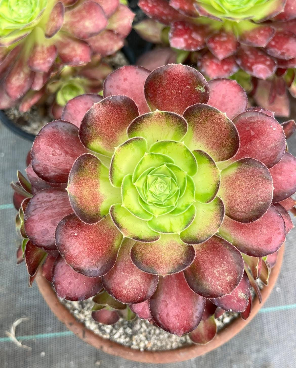Pink Witch Yellow Middle