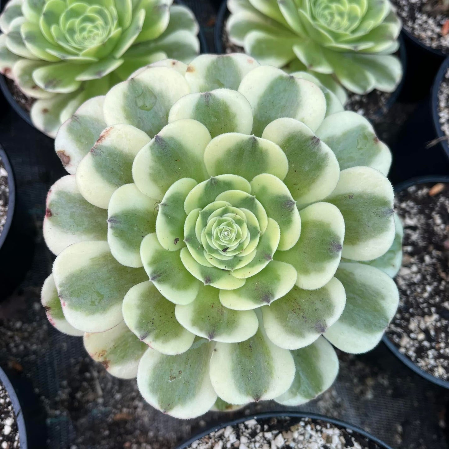 Green Médusa
