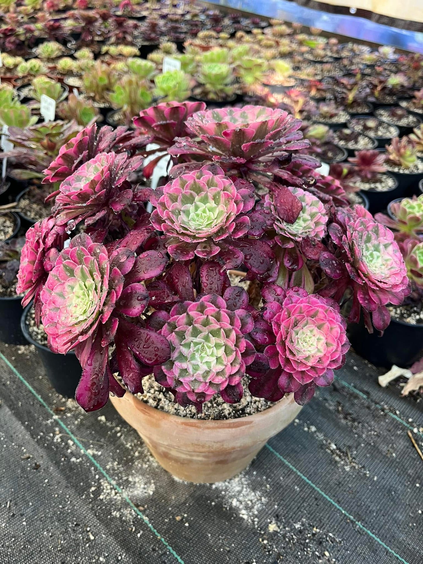 Garnet White
