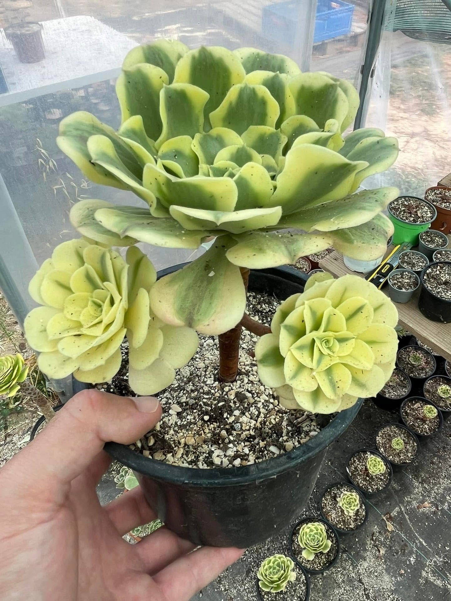 Green Médusa