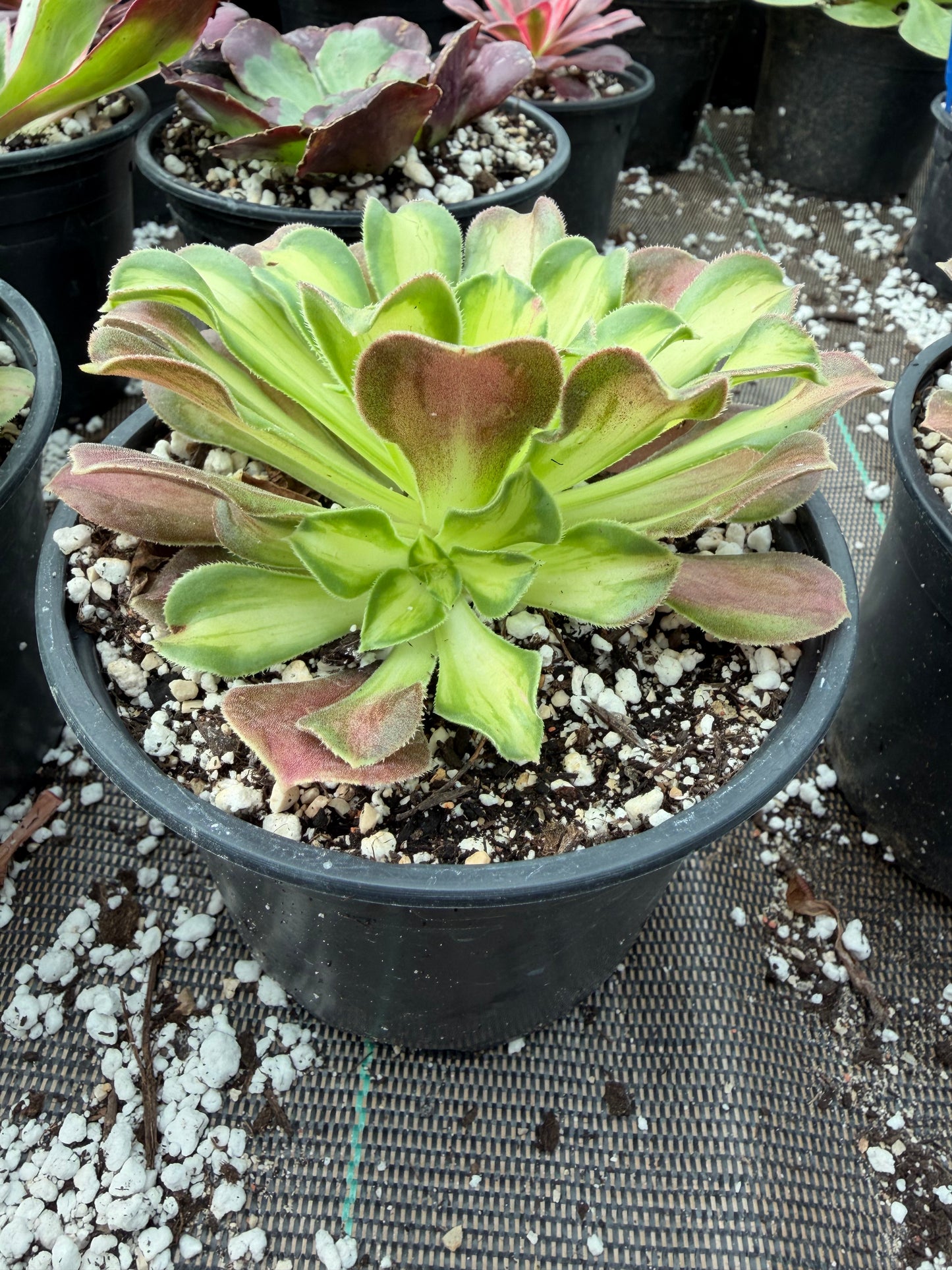 Pink Witch Yellow Middle