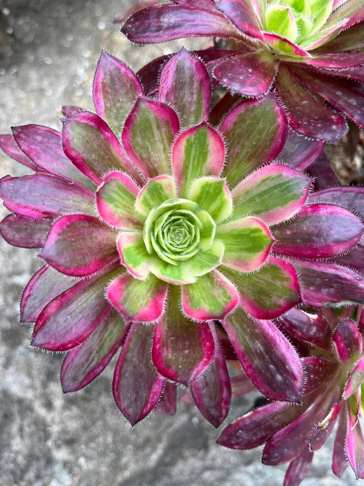 Firecracker Variegata