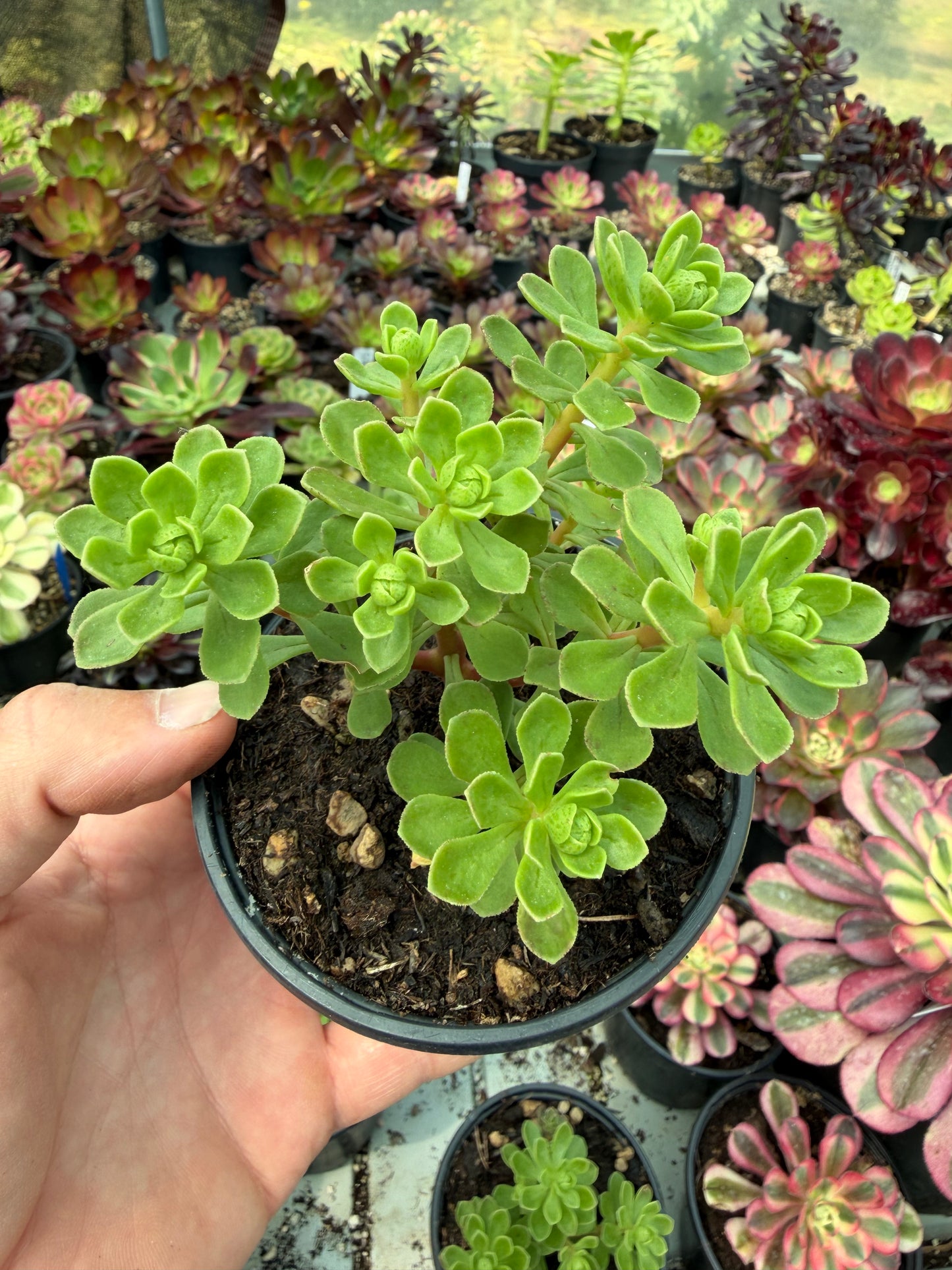 Spathulatum