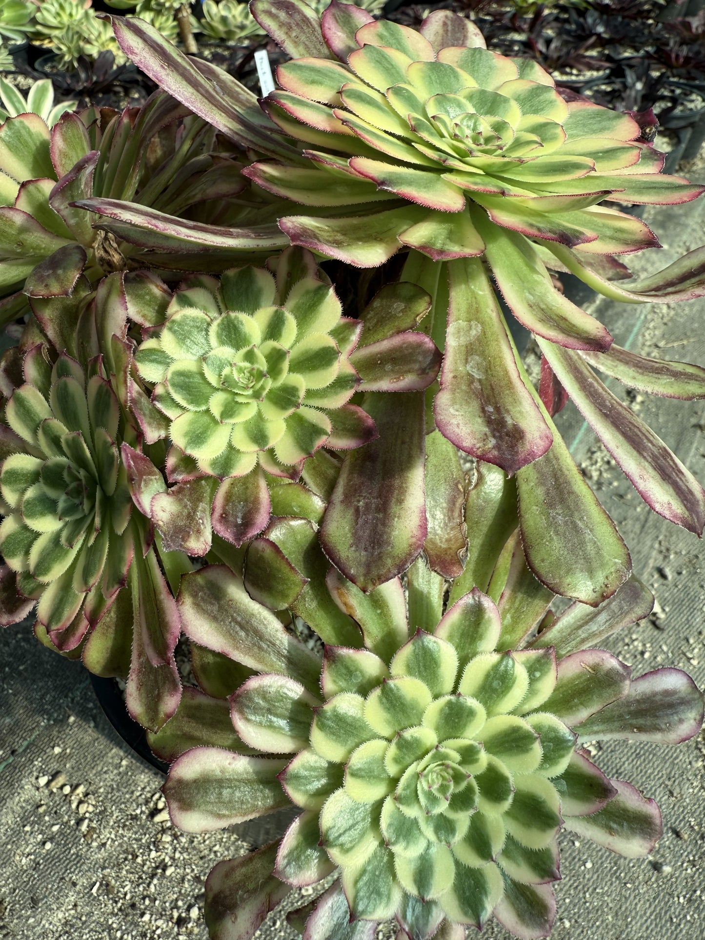 Venus