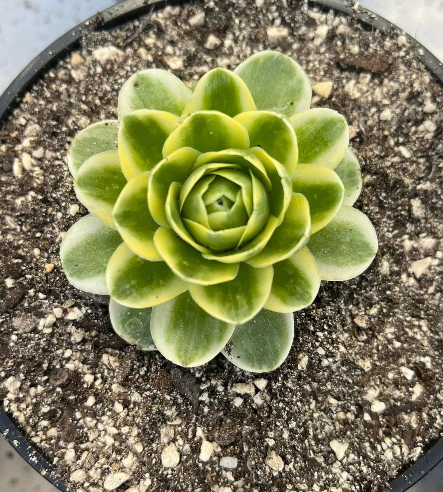 Greenovia variegata