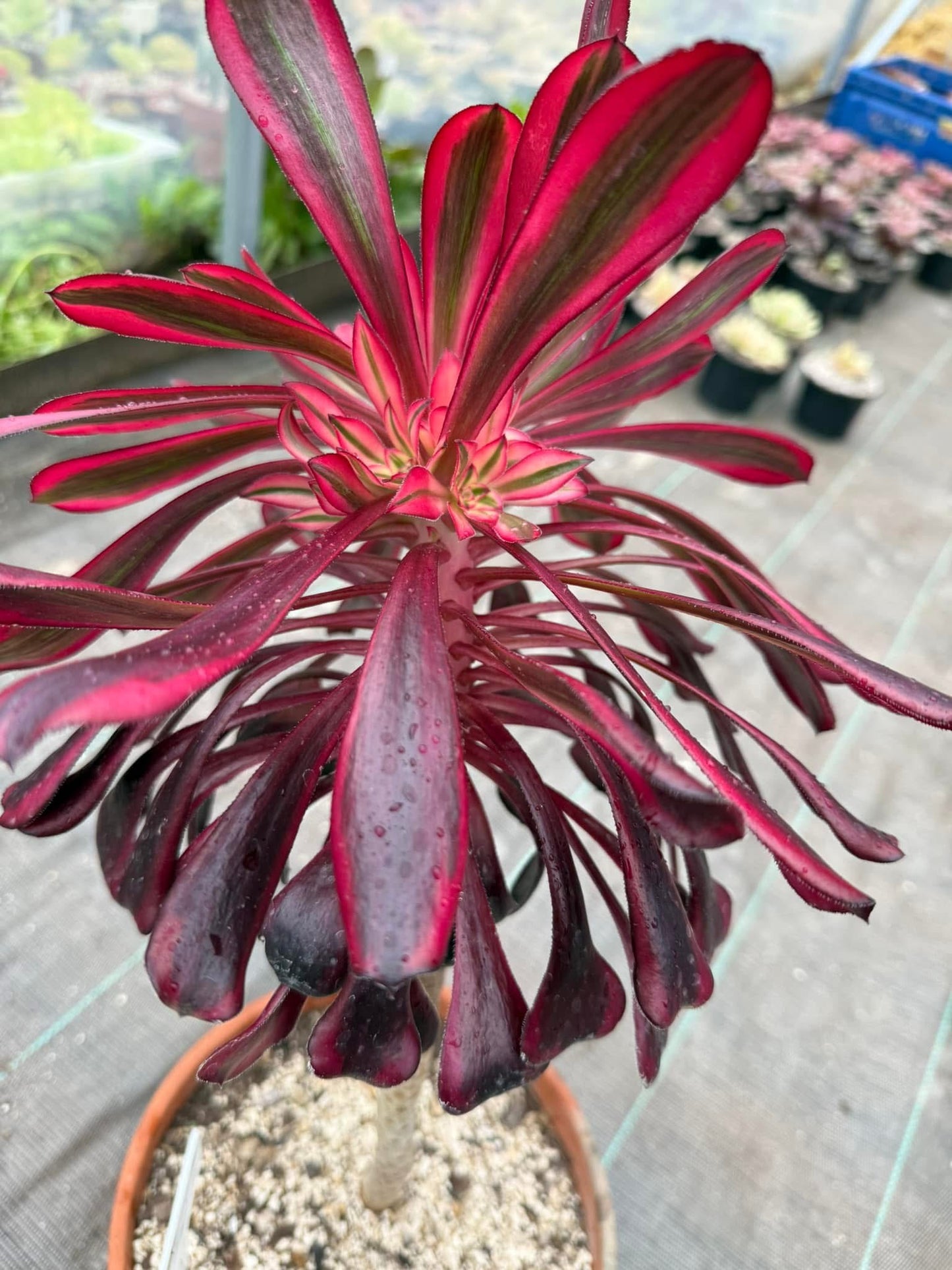 Zwartkop variegata