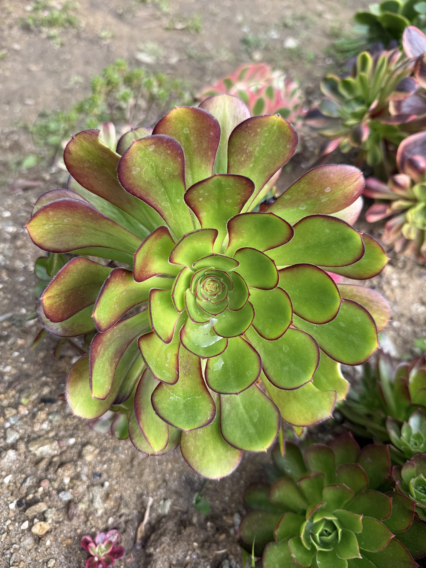 Plum purdy