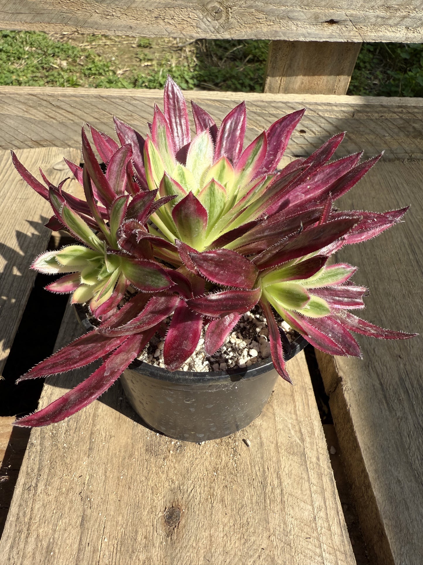 Firecracker Variegata