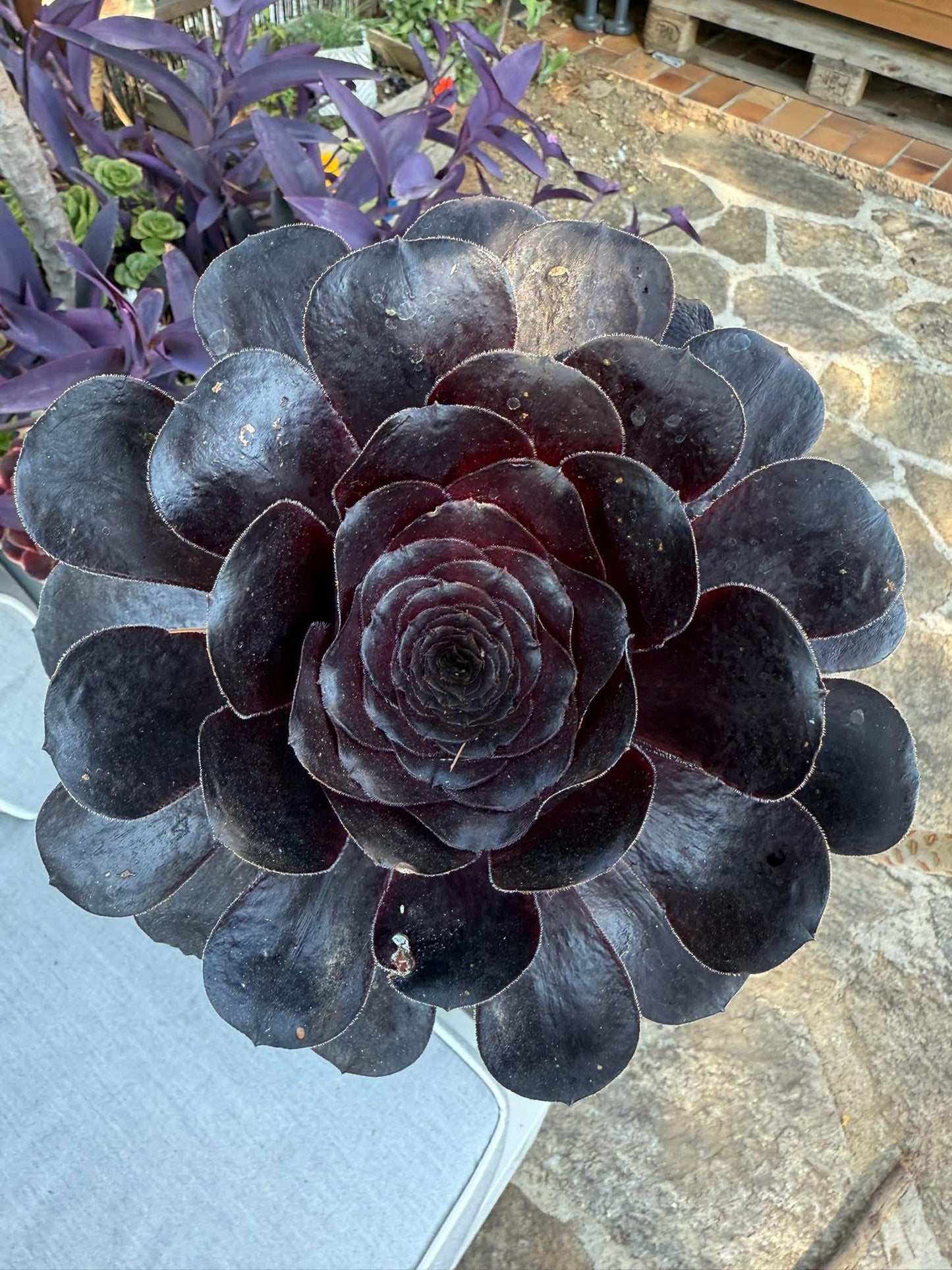 Deep Purple
