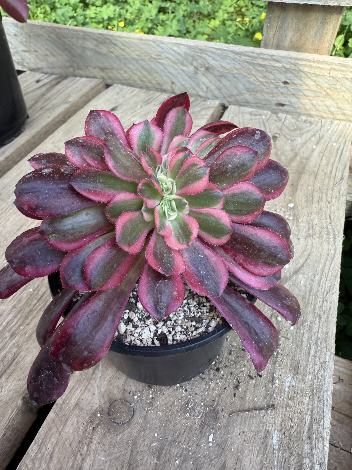 Médusa cristé 01