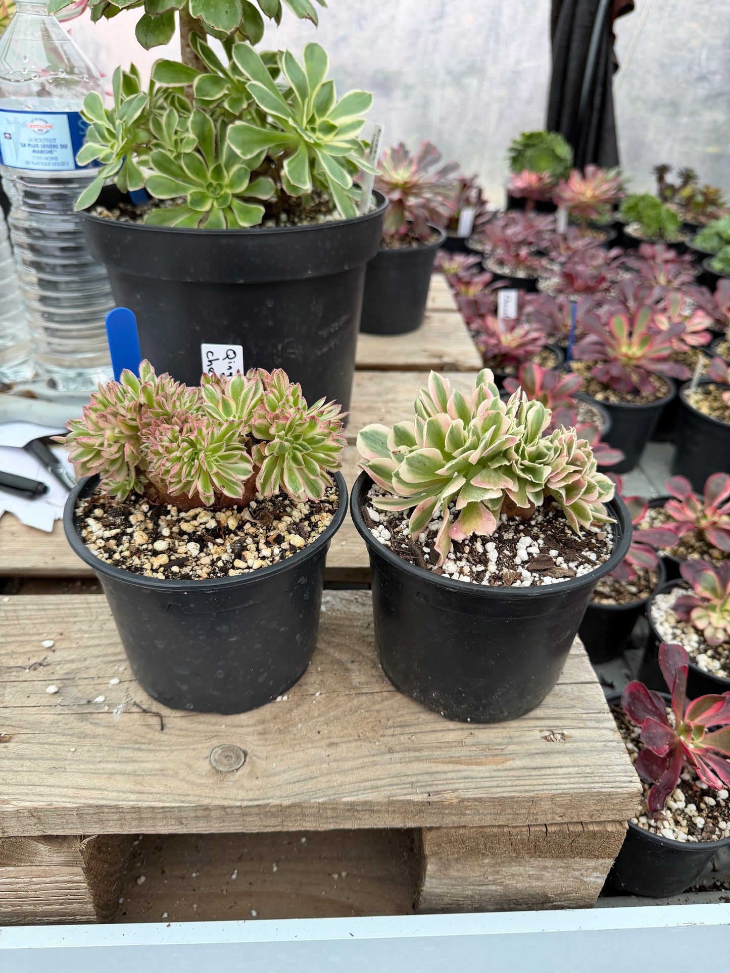 Lot 2 cristés