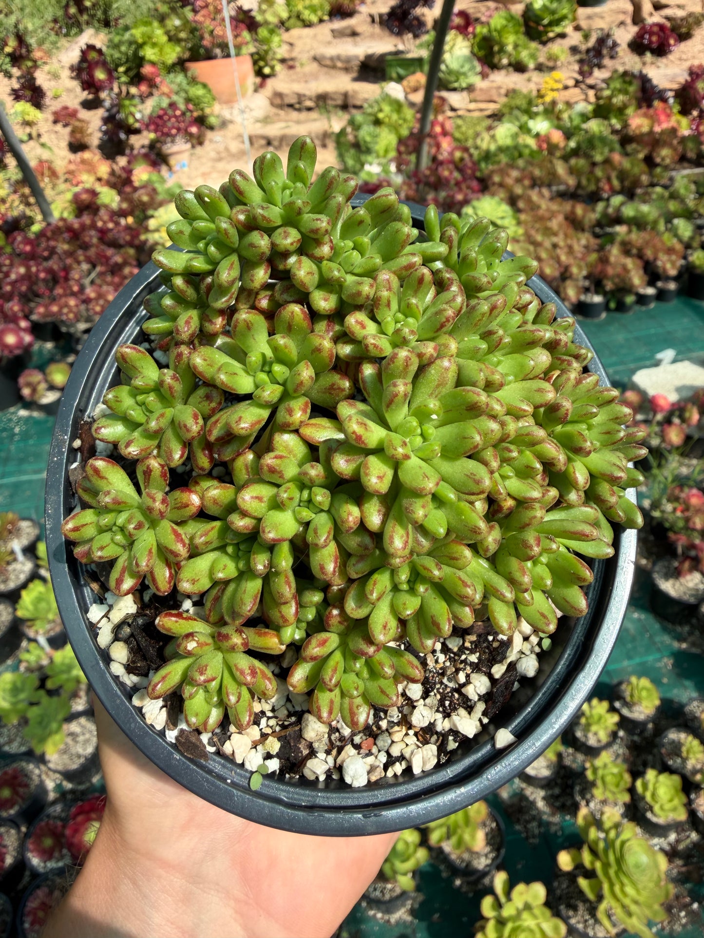 Sedifolium