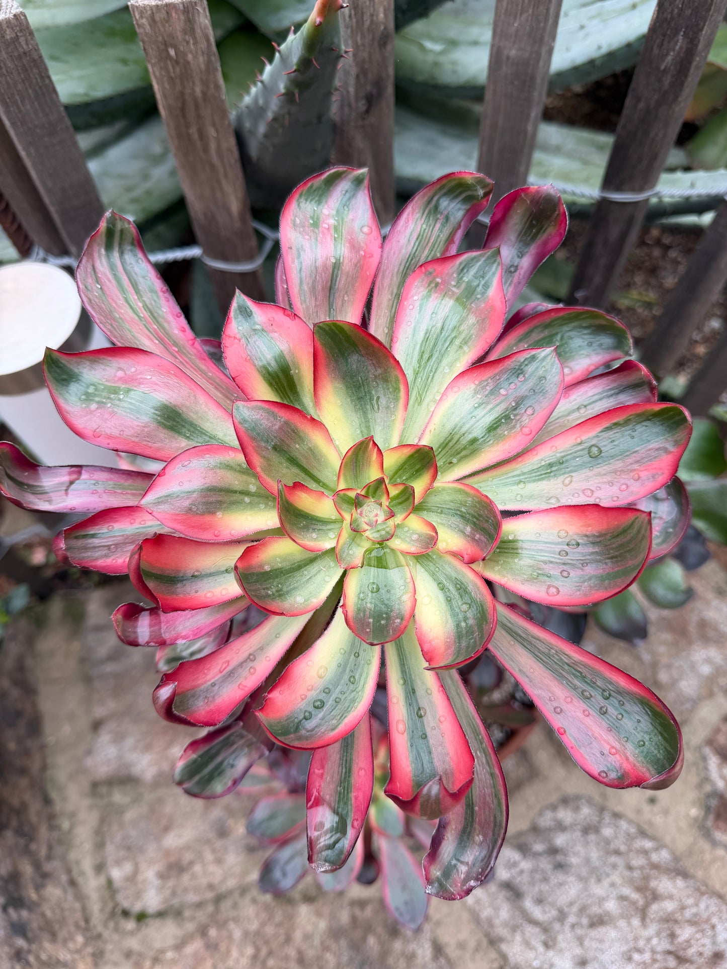 Voodoo Silk