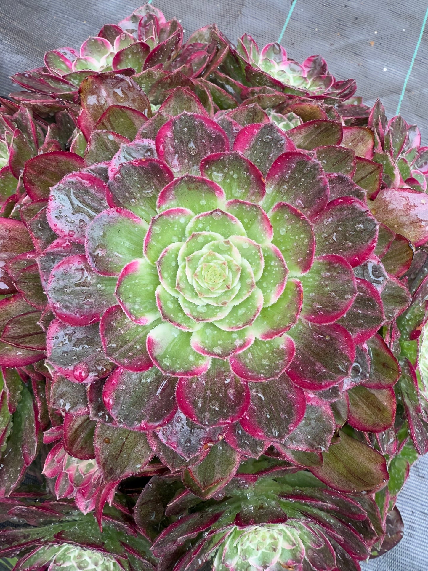 Lotus
