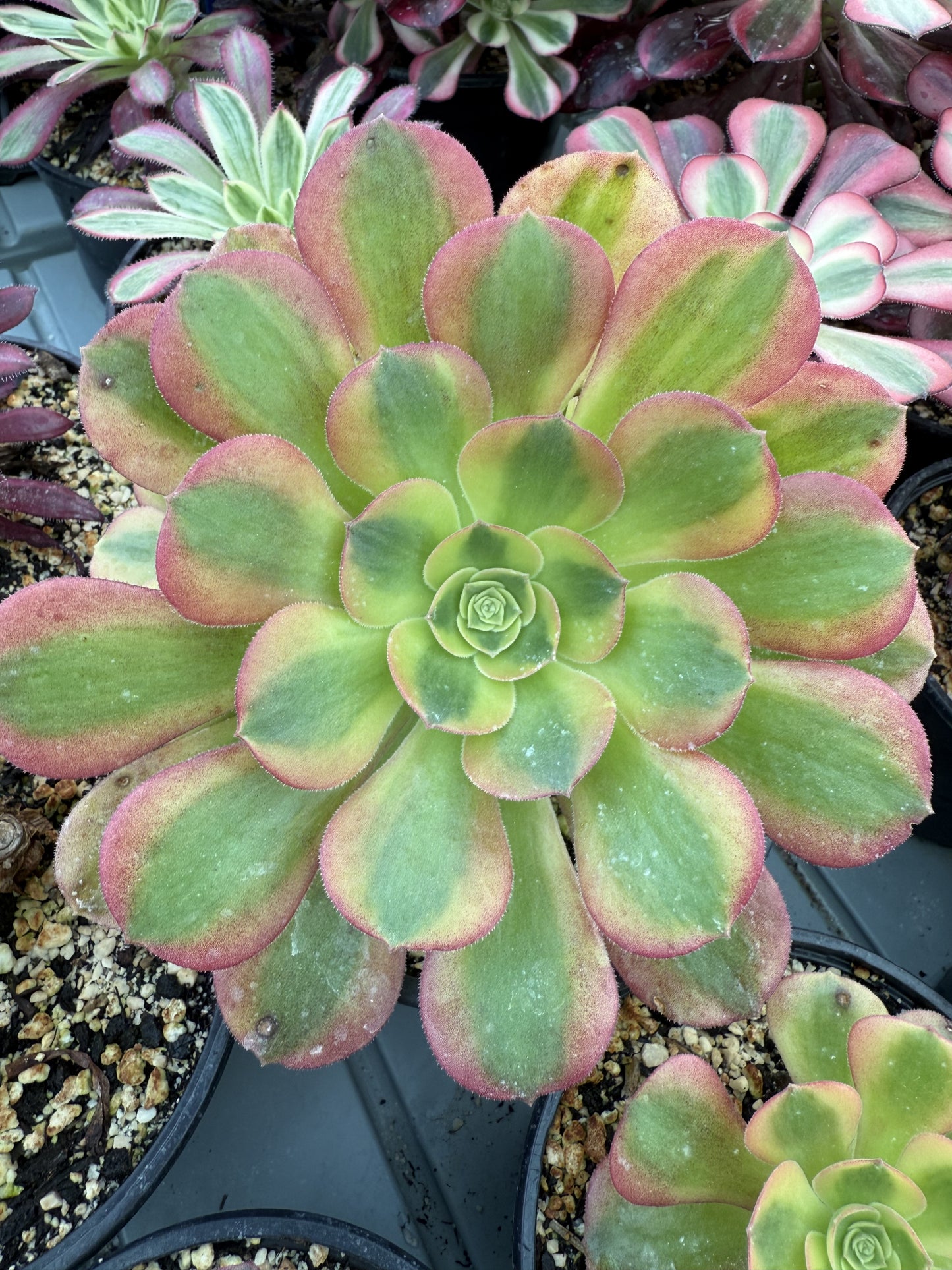 Verna