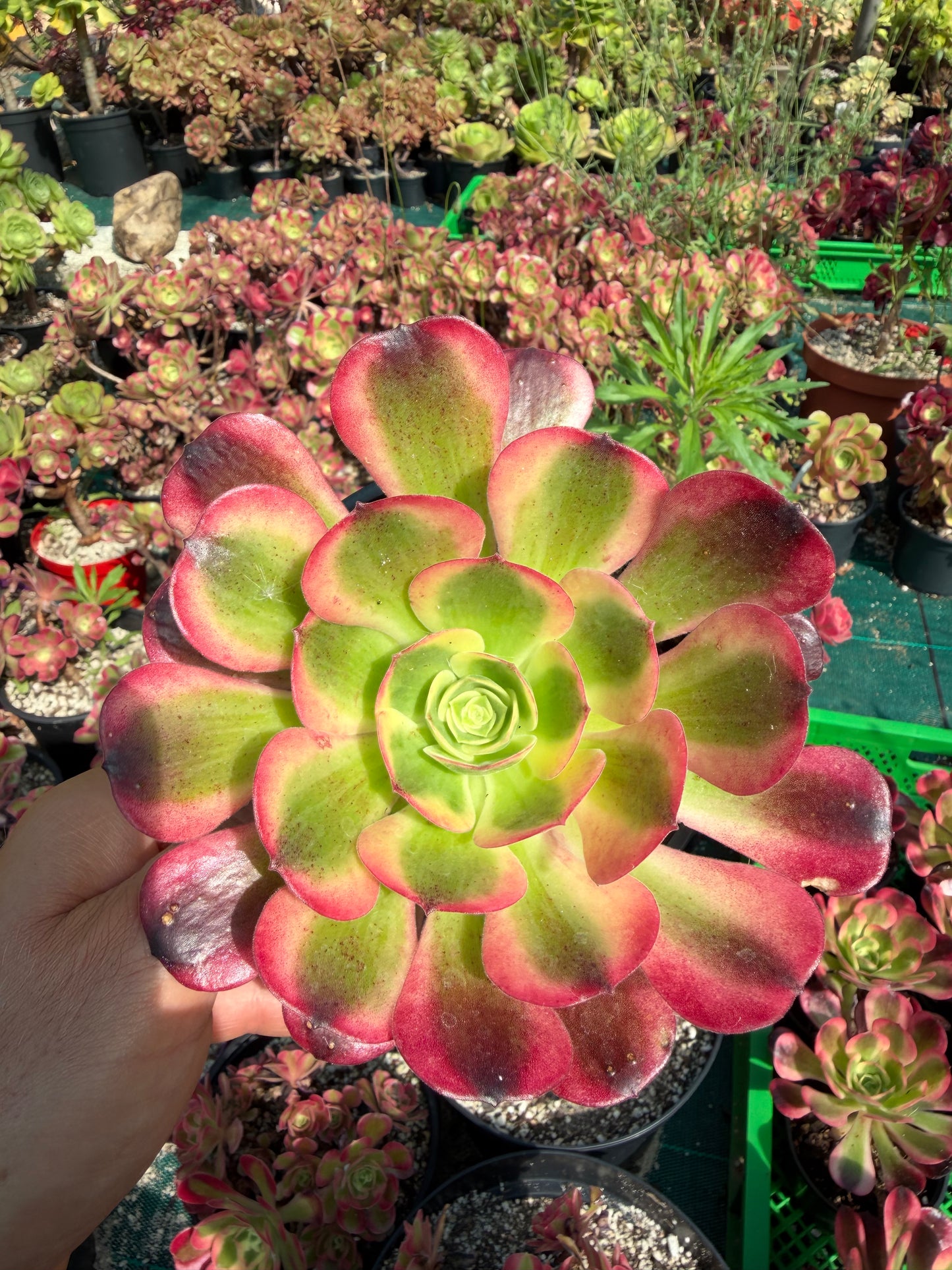 Pink médusa