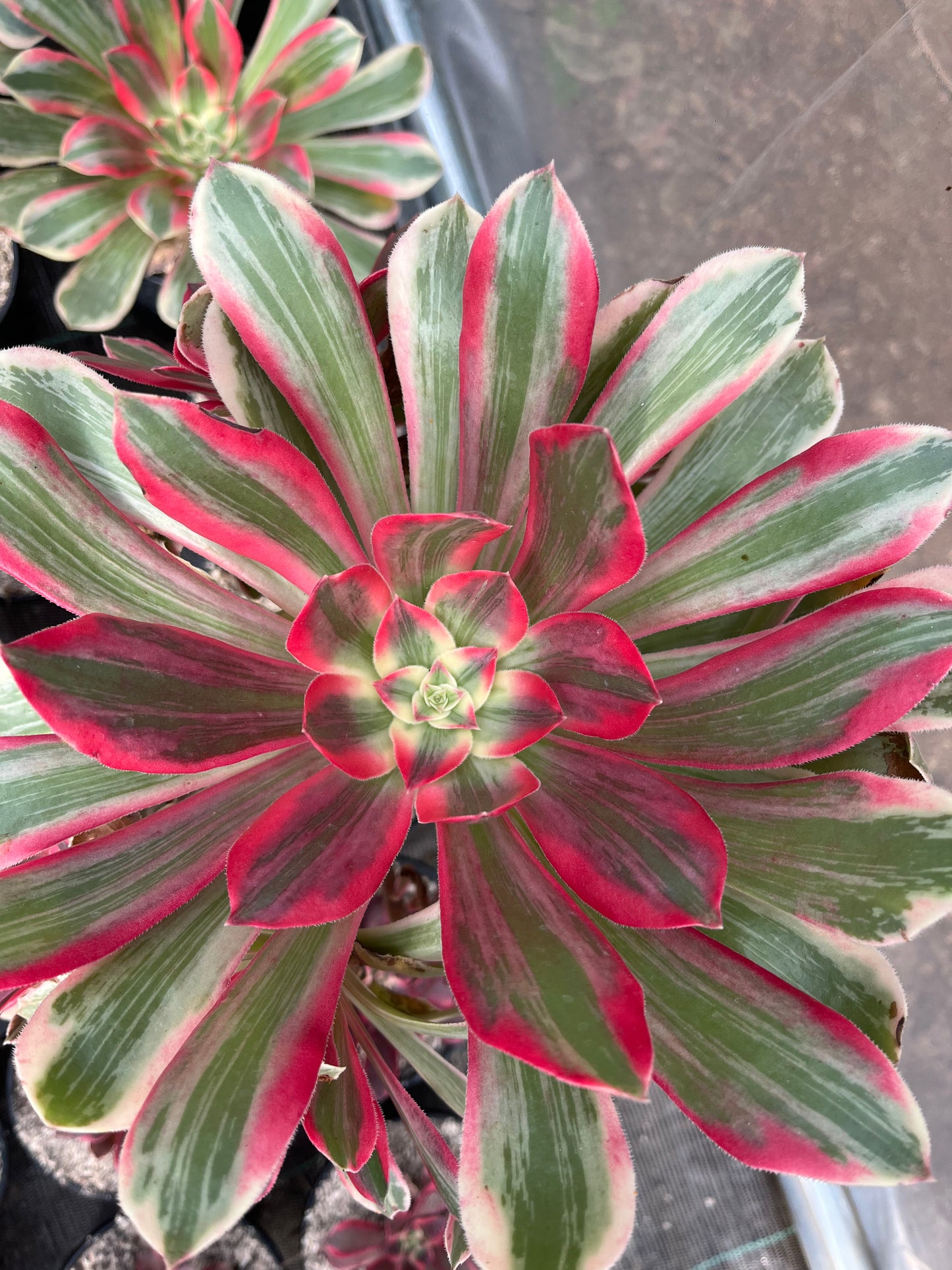 Pink fairy