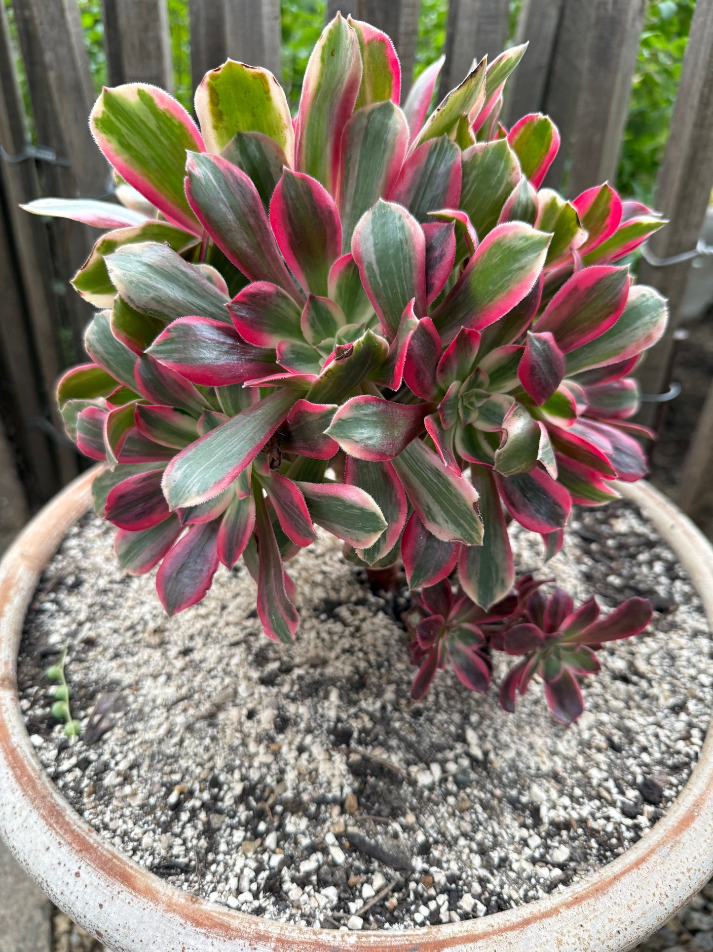 Pink fairy