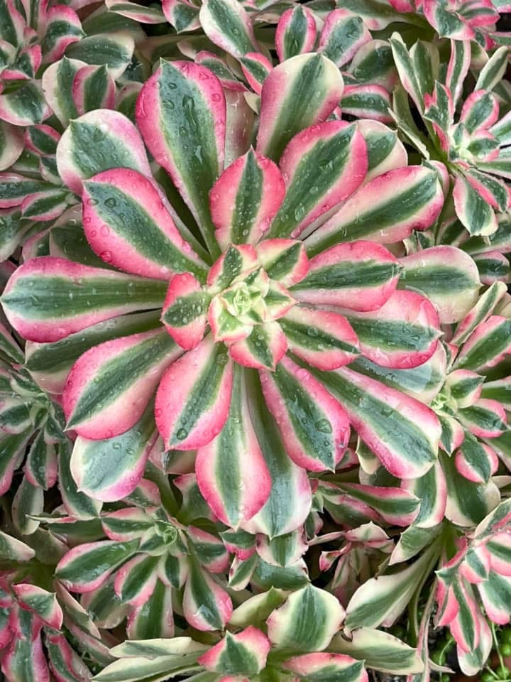 Pink Witch