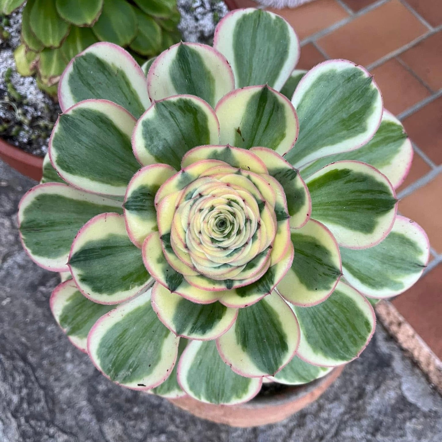 Zeus