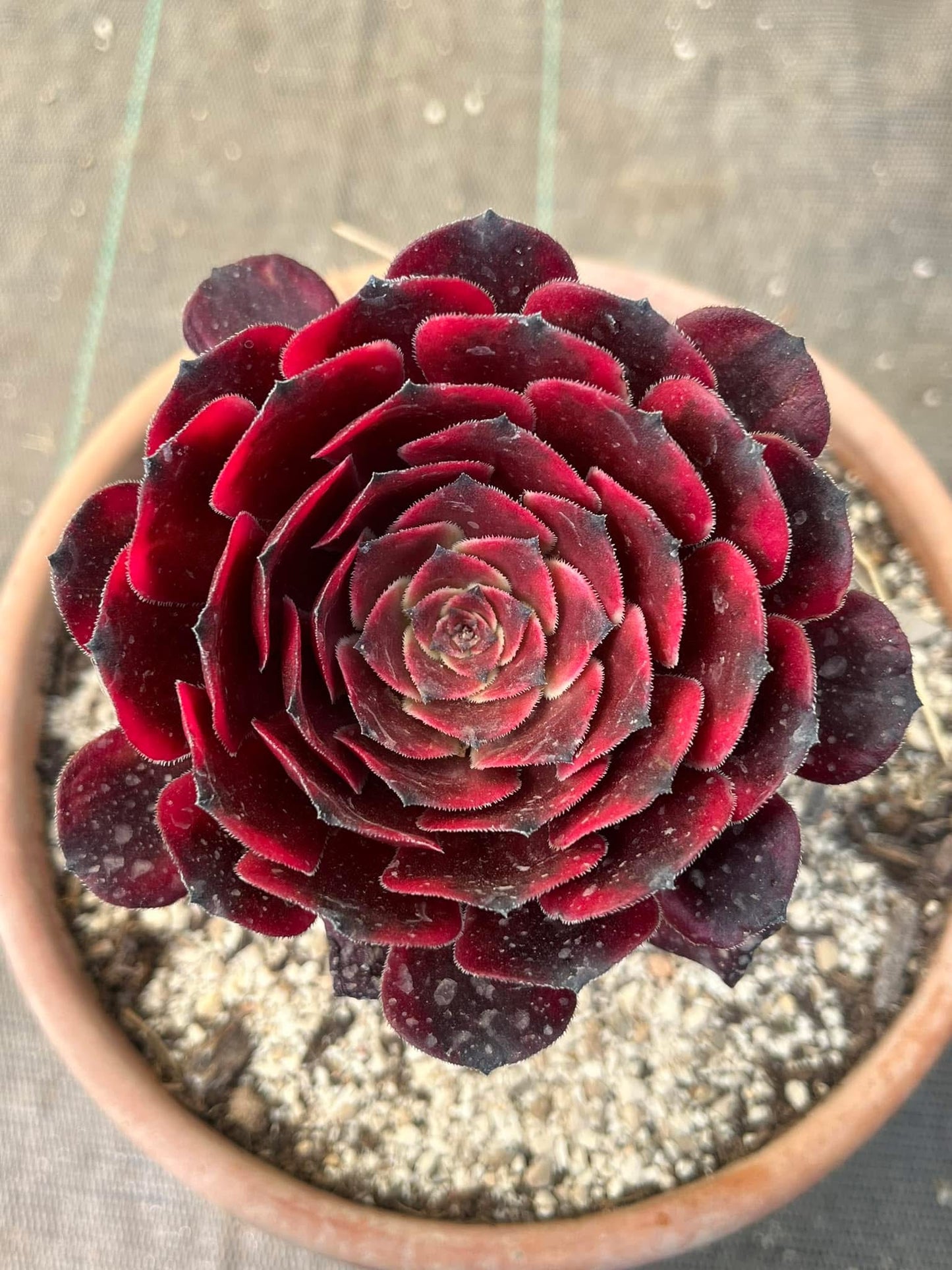 Fire Cloud