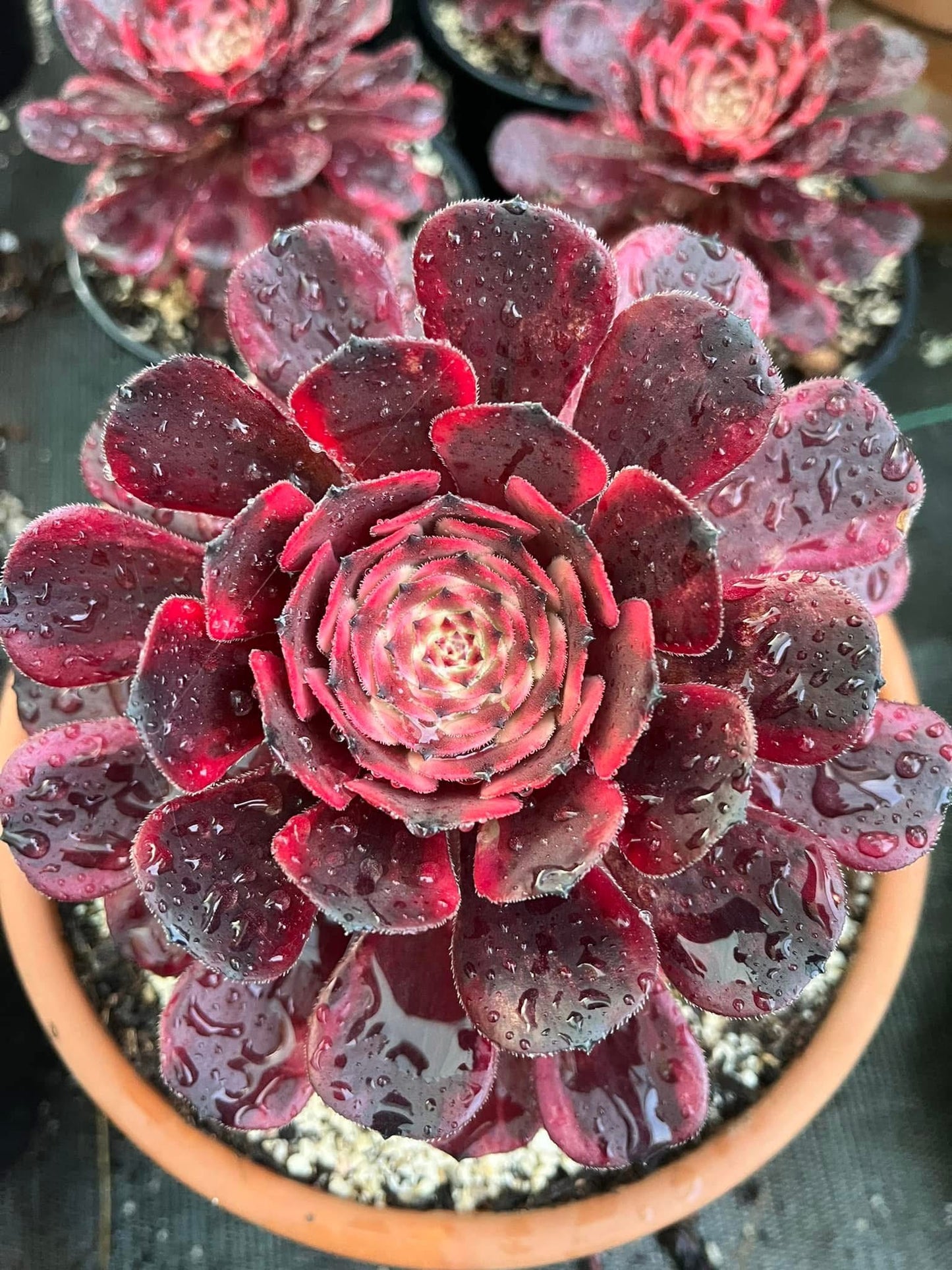 Fire Cloud