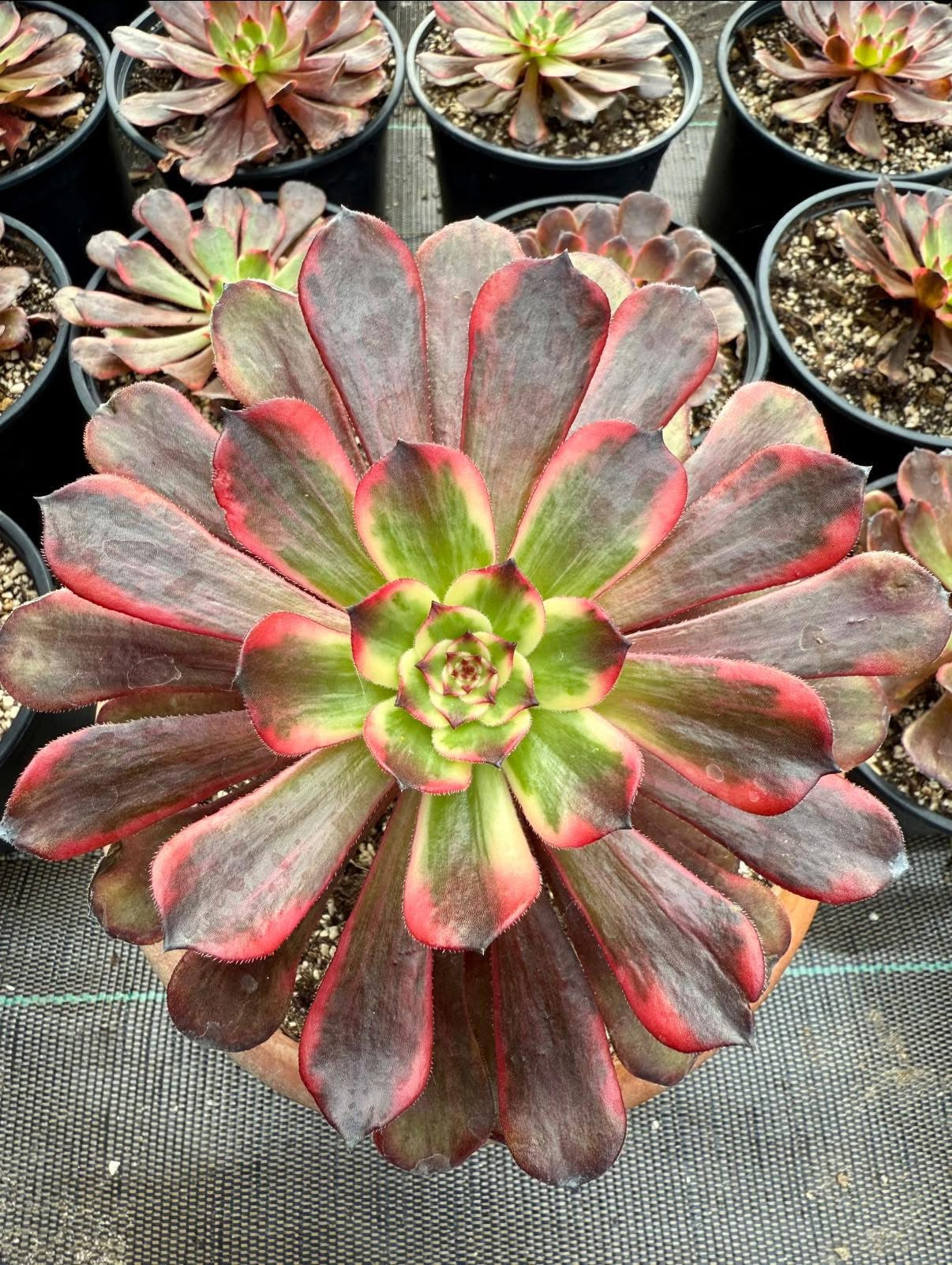 Fire Cloud
