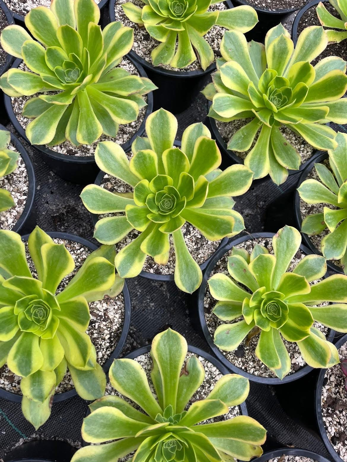 Green Lemon