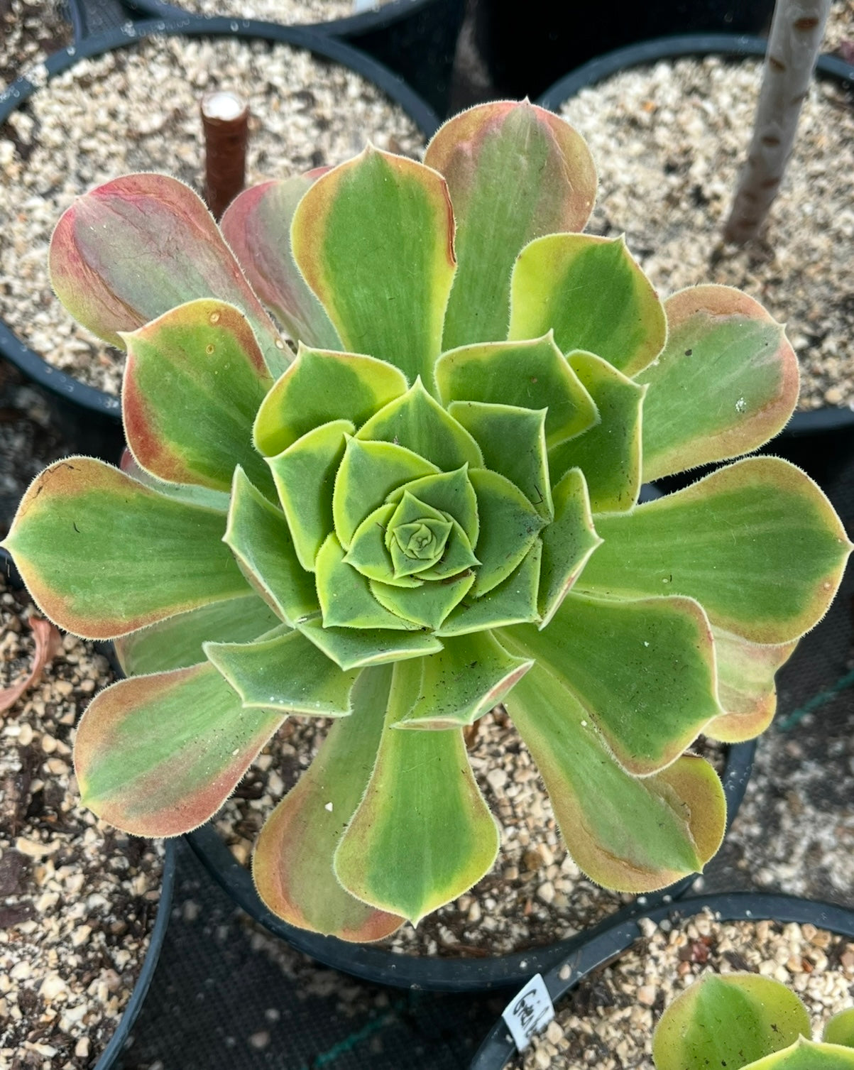 Green Lemon